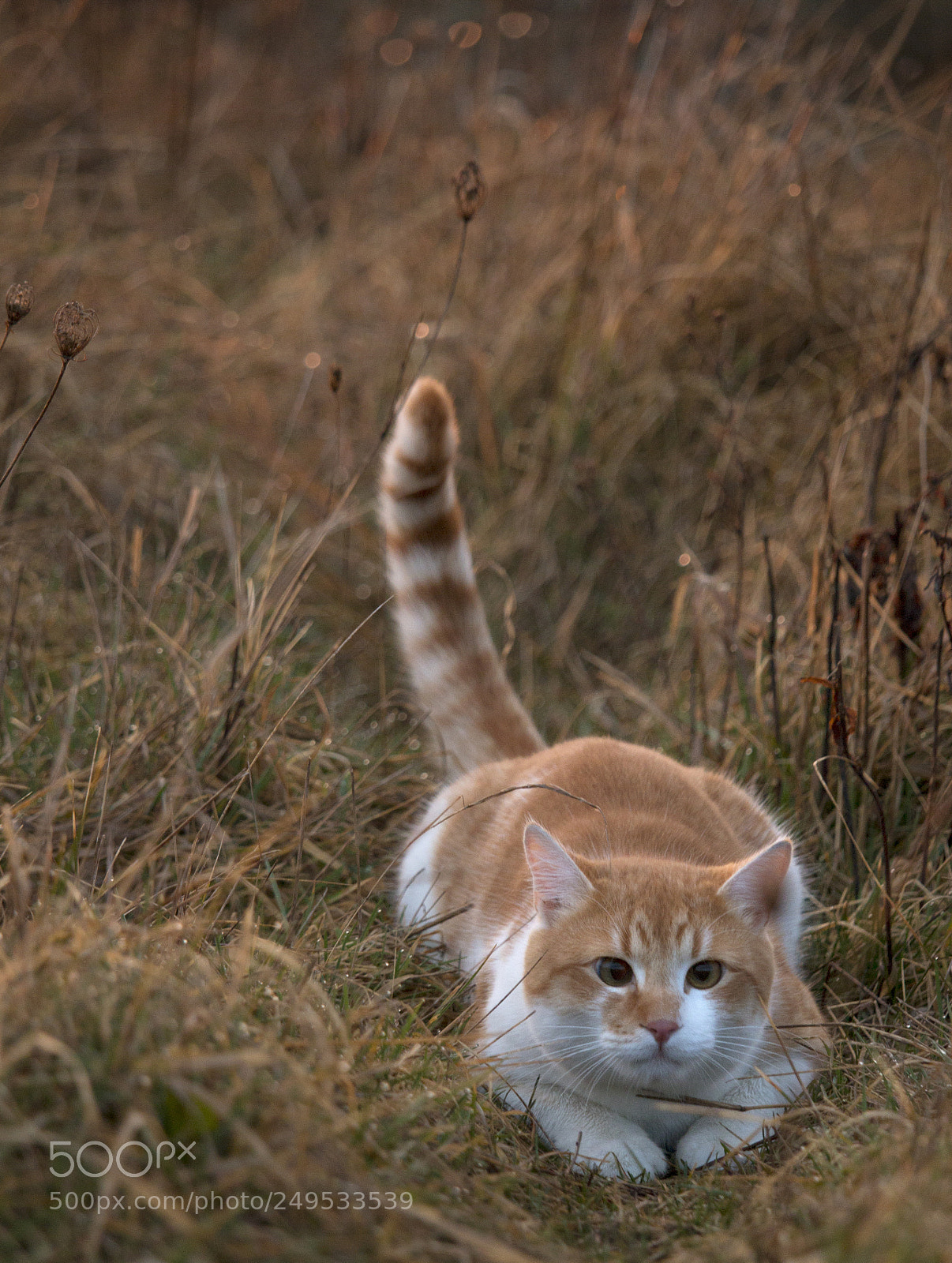 Canon EOS 70D sample photo. Cat in evening lights photography
