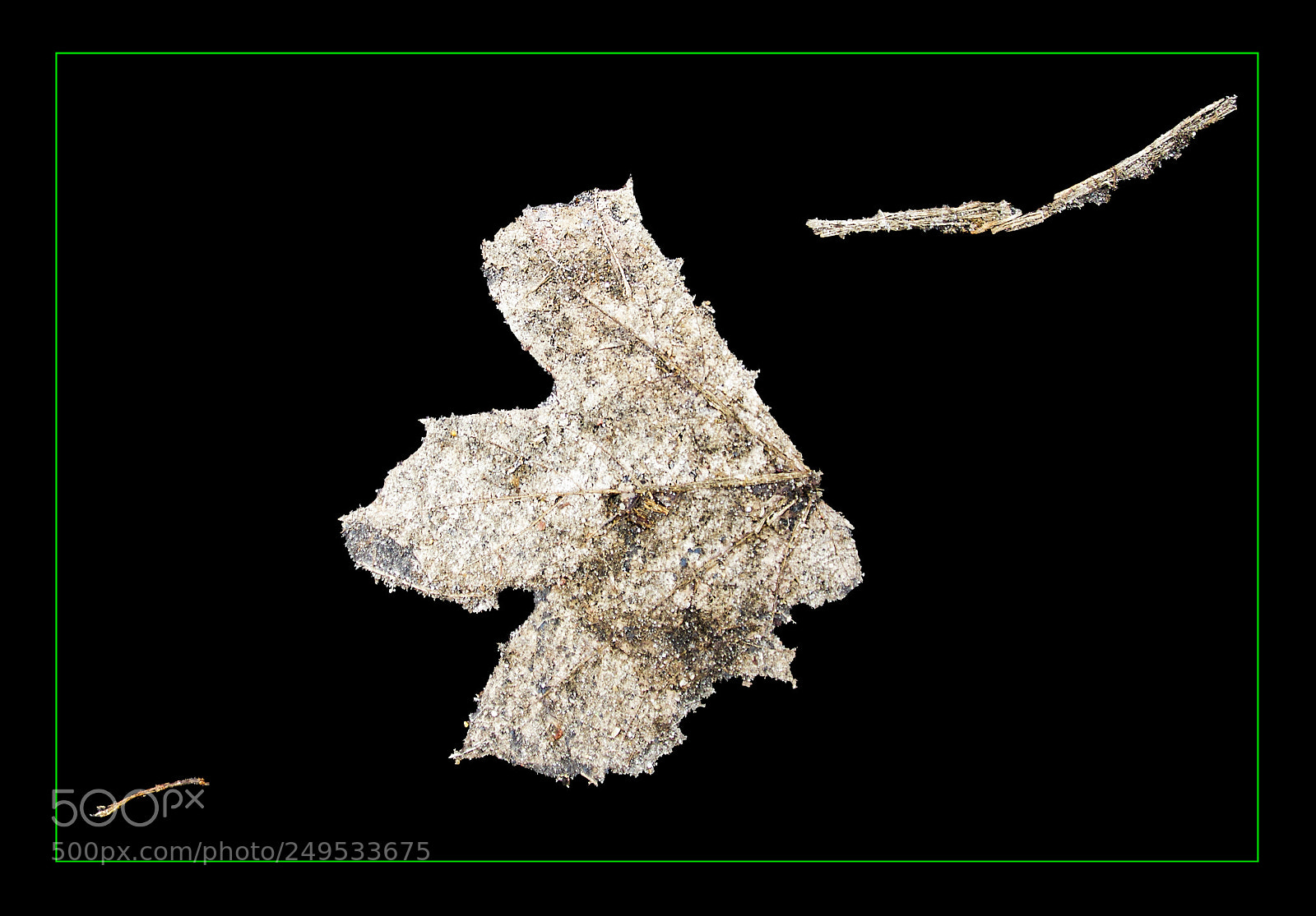 Sony SLT-A55 (SLT-A55V) sample photo. My winter herbarium (3) photography