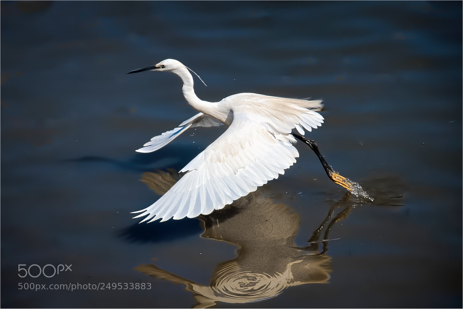 Canon EOS 200D (EOS Rebel SL2 / EOS Kiss X9) sample photo. White egret taking off. photography