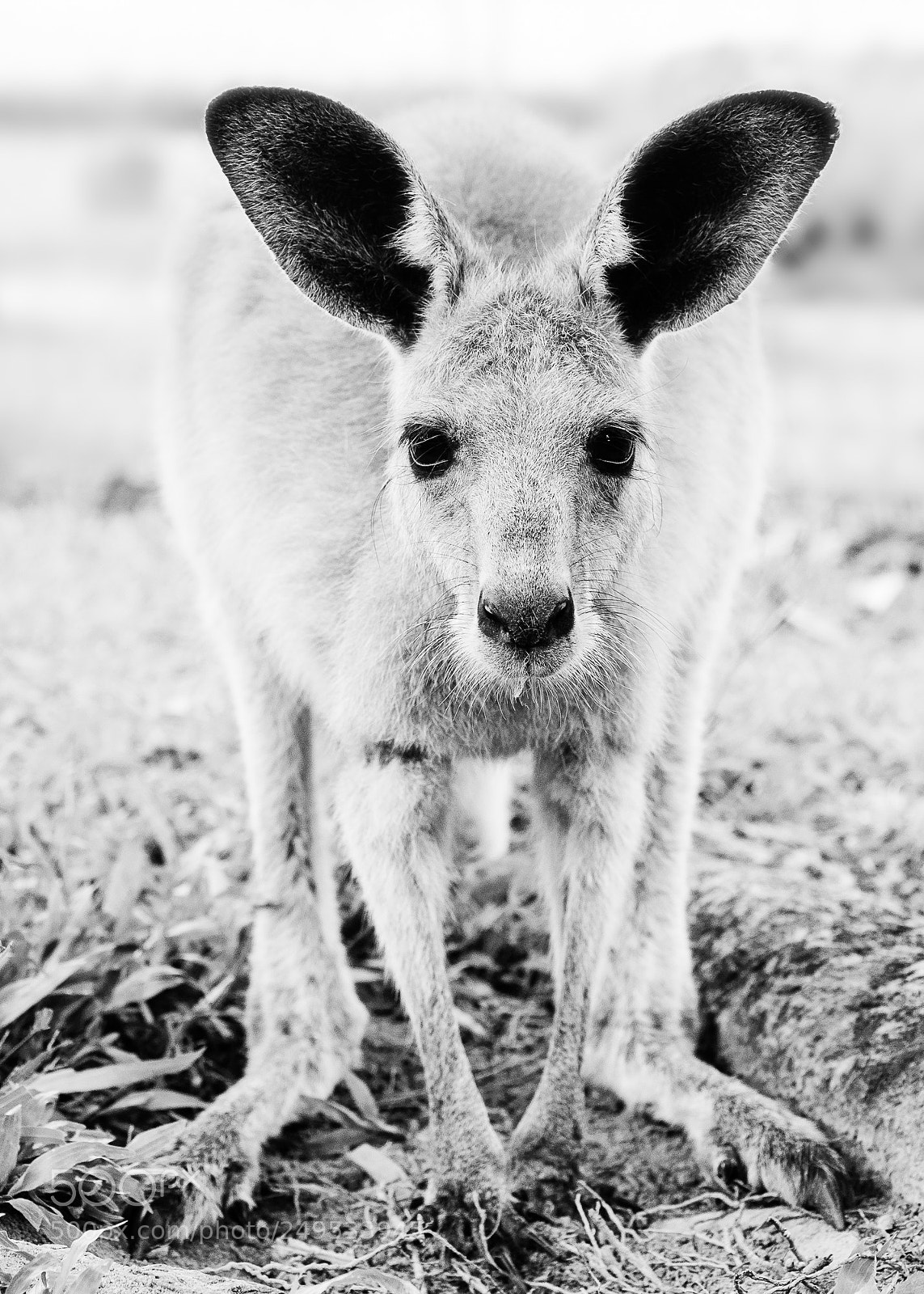 Nikon D90 sample photo. Kangaroo photography