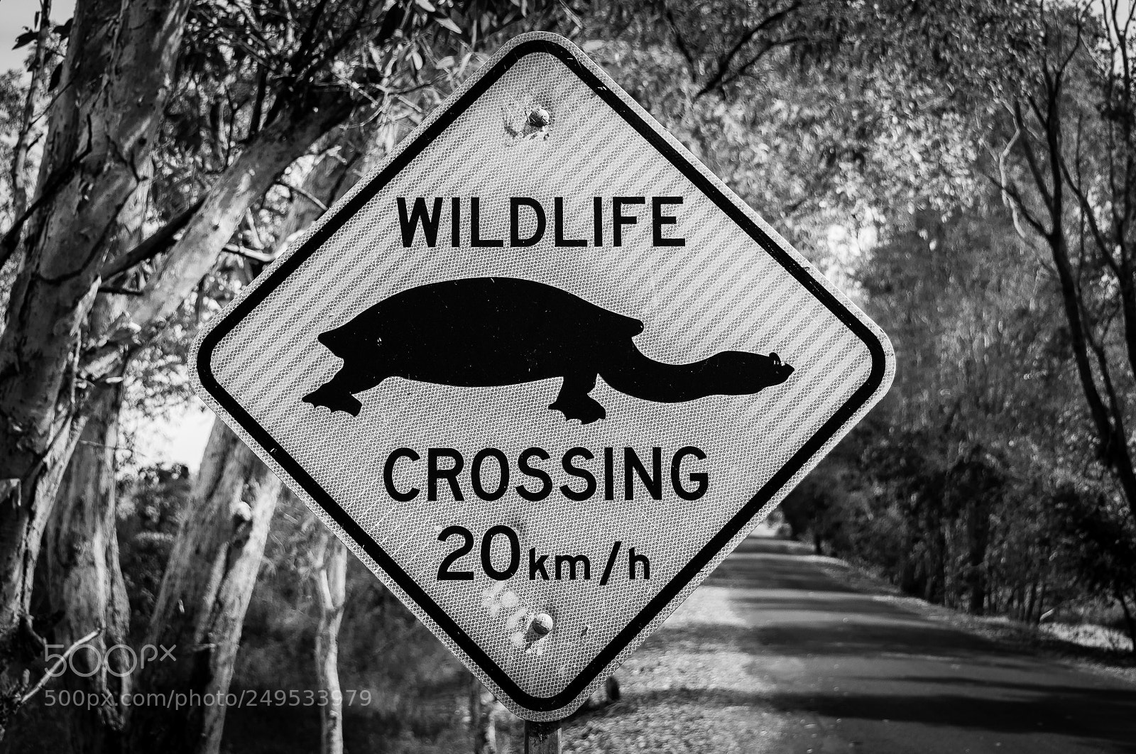 Nikon D90 sample photo. Tortle roadsign photography