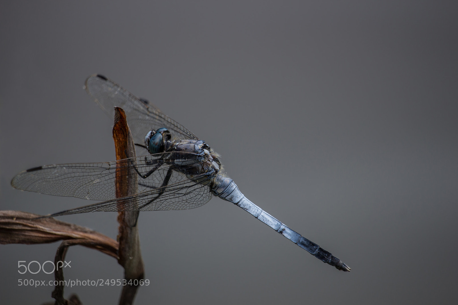 Canon EOS 700D (EOS Rebel T5i / EOS Kiss X7i) sample photo. Blue dragonfly photography