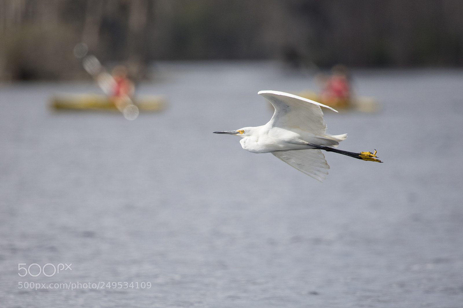 Canon EOS 5D Mark IV sample photo. Egret in flight photography