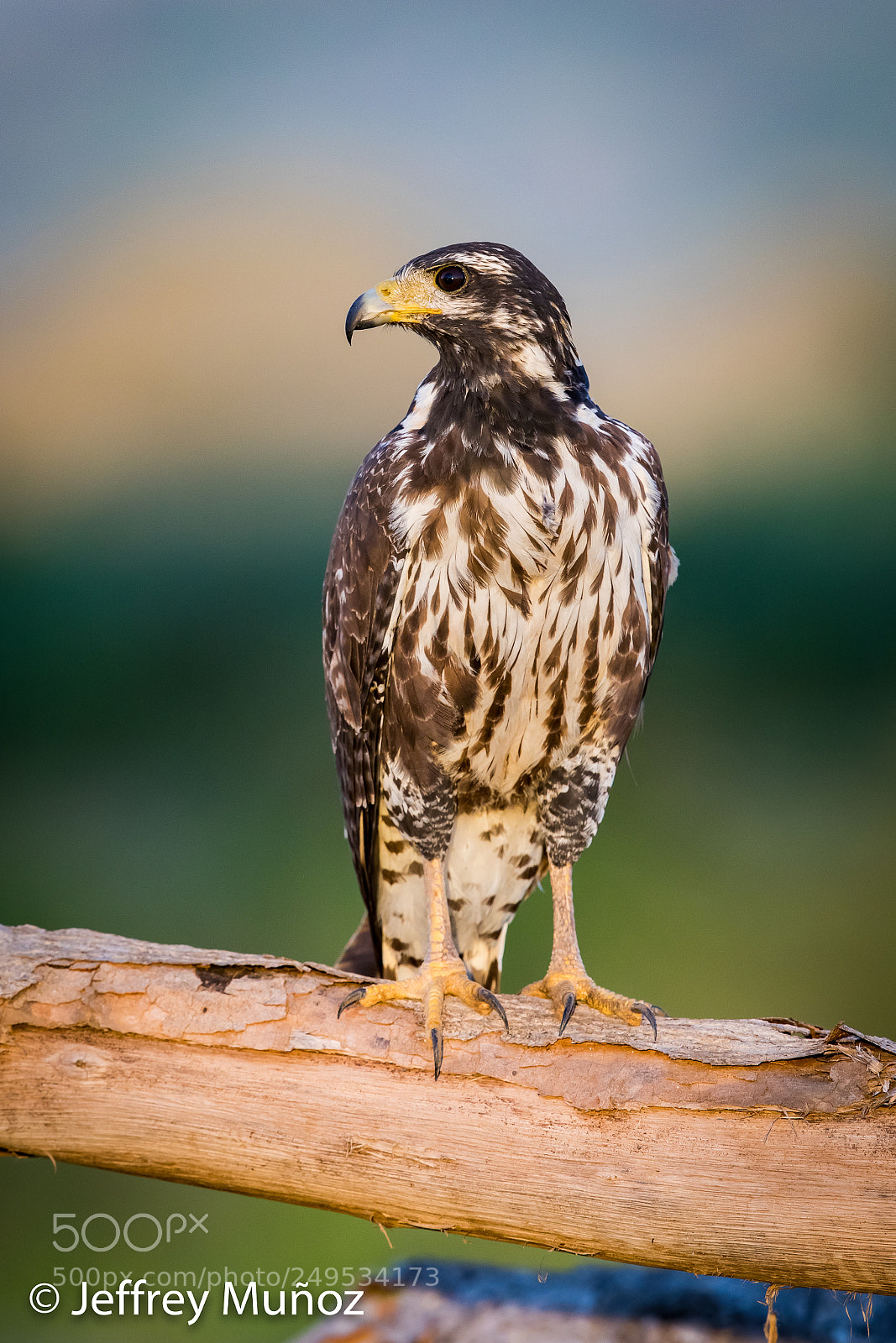 Canon EOS 5D Mark IV sample photo. Common-black hawk (juvenile) photography