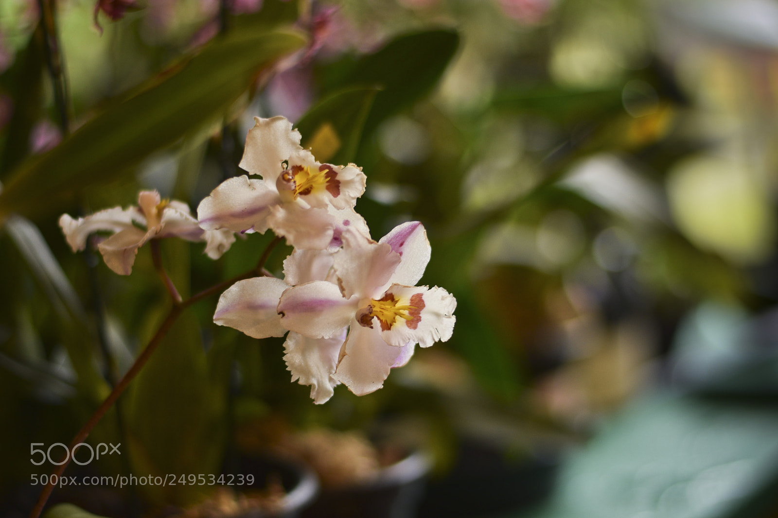 Nikon D5300 sample photo. Untitled photography