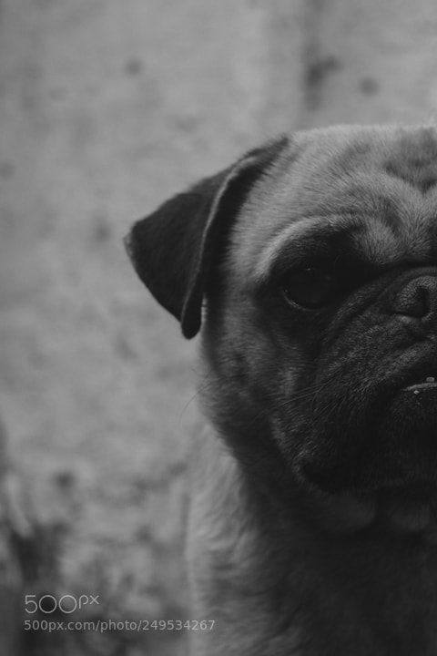Canon EOS 1100D (EOS Rebel T3 / EOS Kiss X50) sample photo. Pug photography