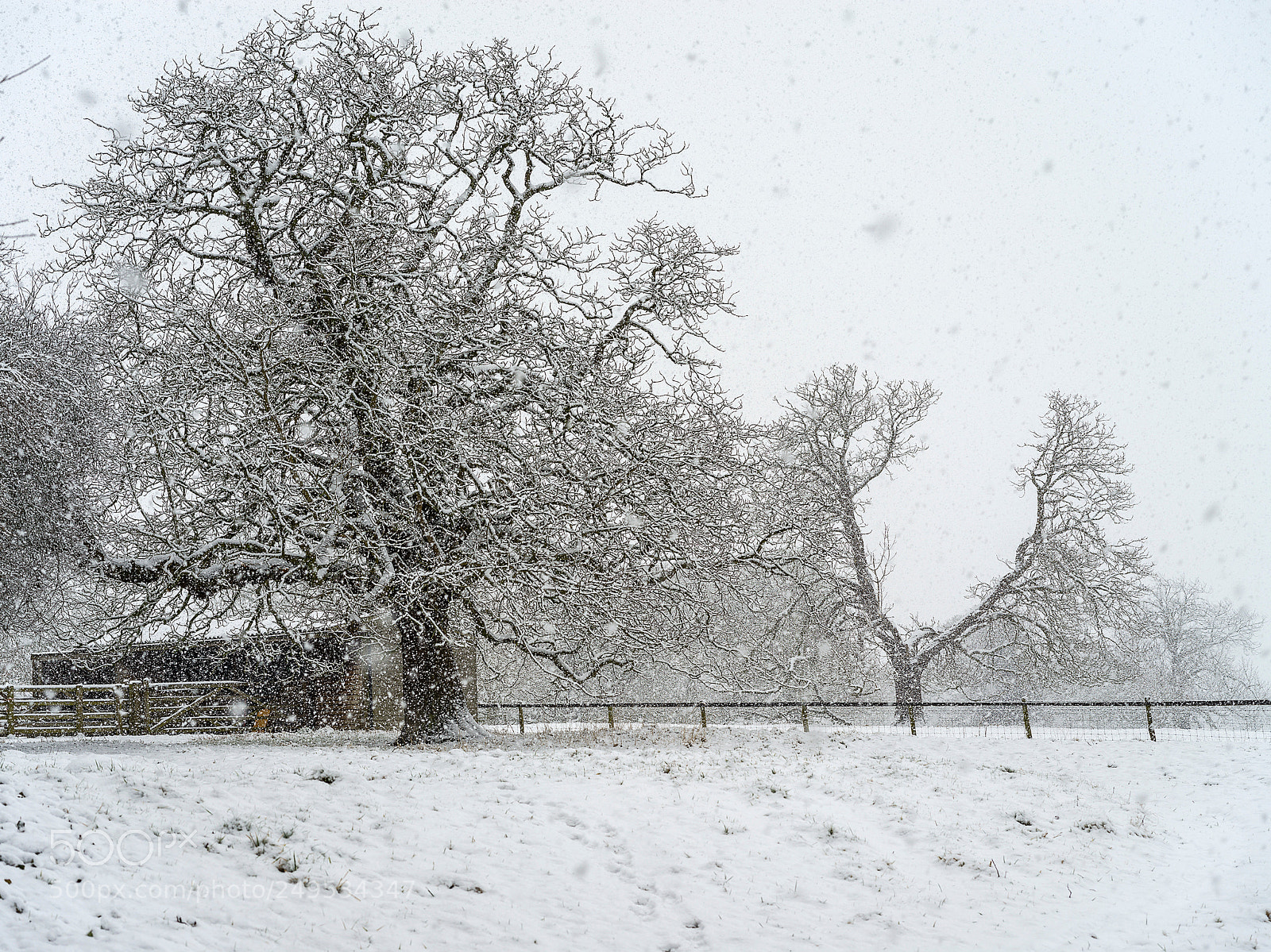 Hasselblad X1D-50c sample photo. Winter paddock photography