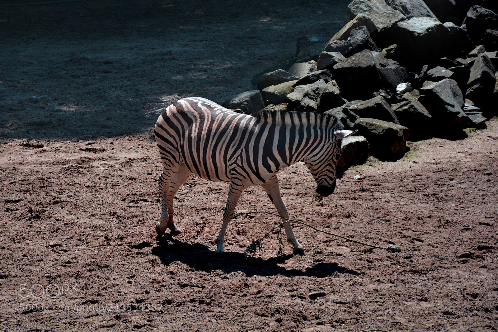 Nikon D5200 sample photo. Zebra photography