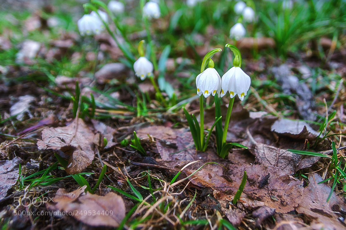 Sony SLT-A68 sample photo. Hello spring photography