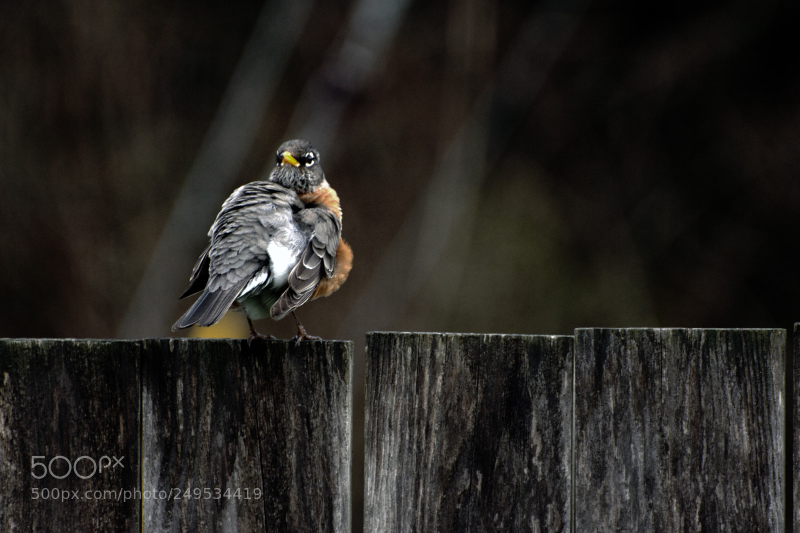 Nikon D7200 sample photo. Feathers in a ruffle photography
