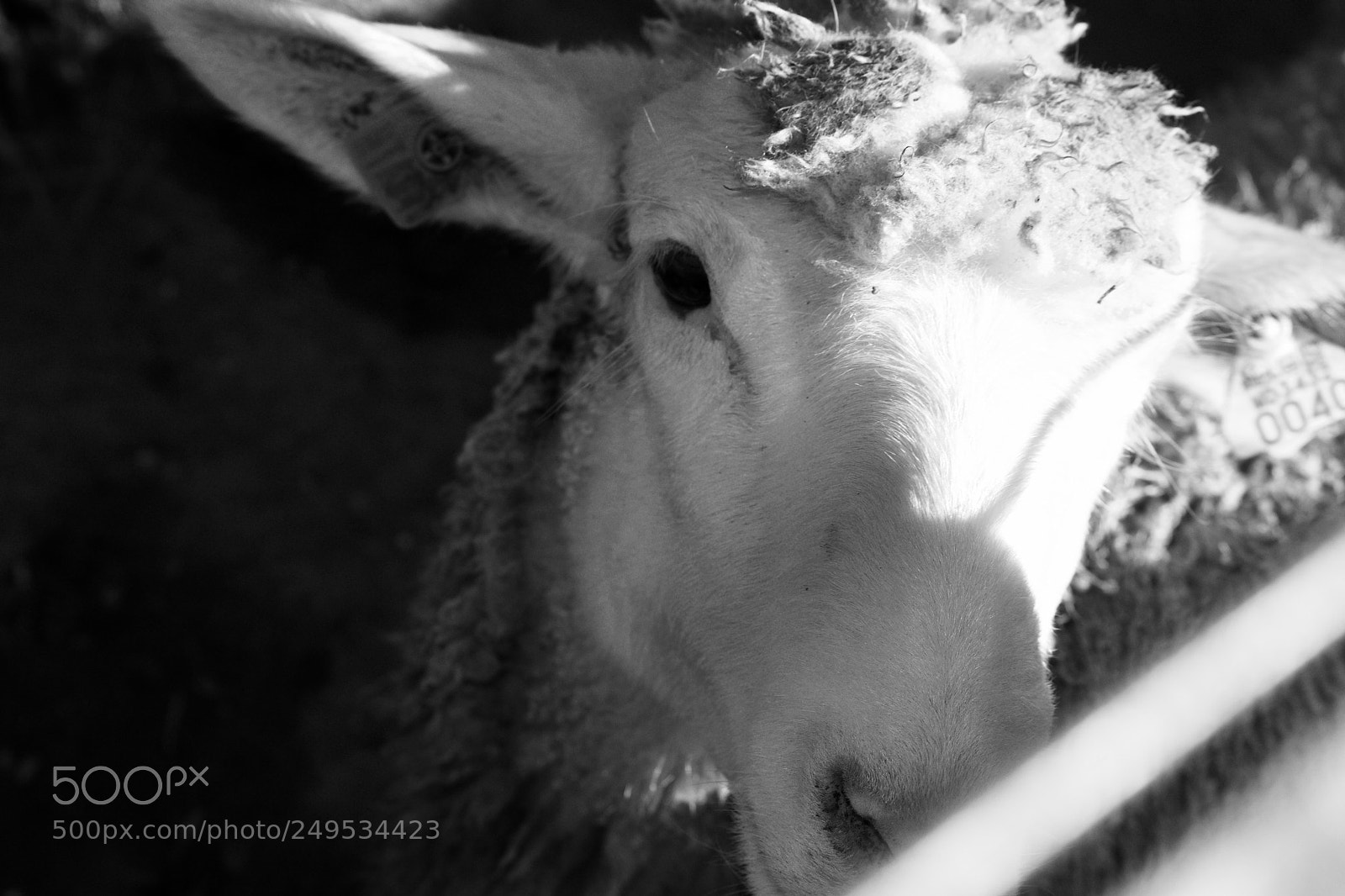 Nikon D3100 sample photo. Shy photography