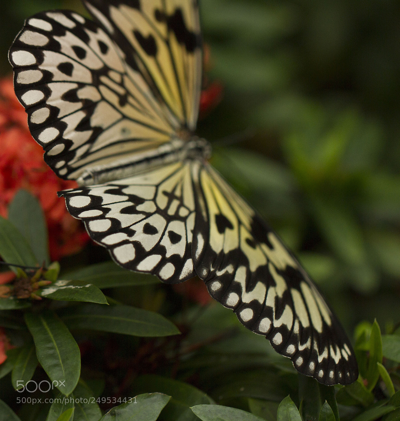 Canon EOS 7D sample photo. Rear view photography