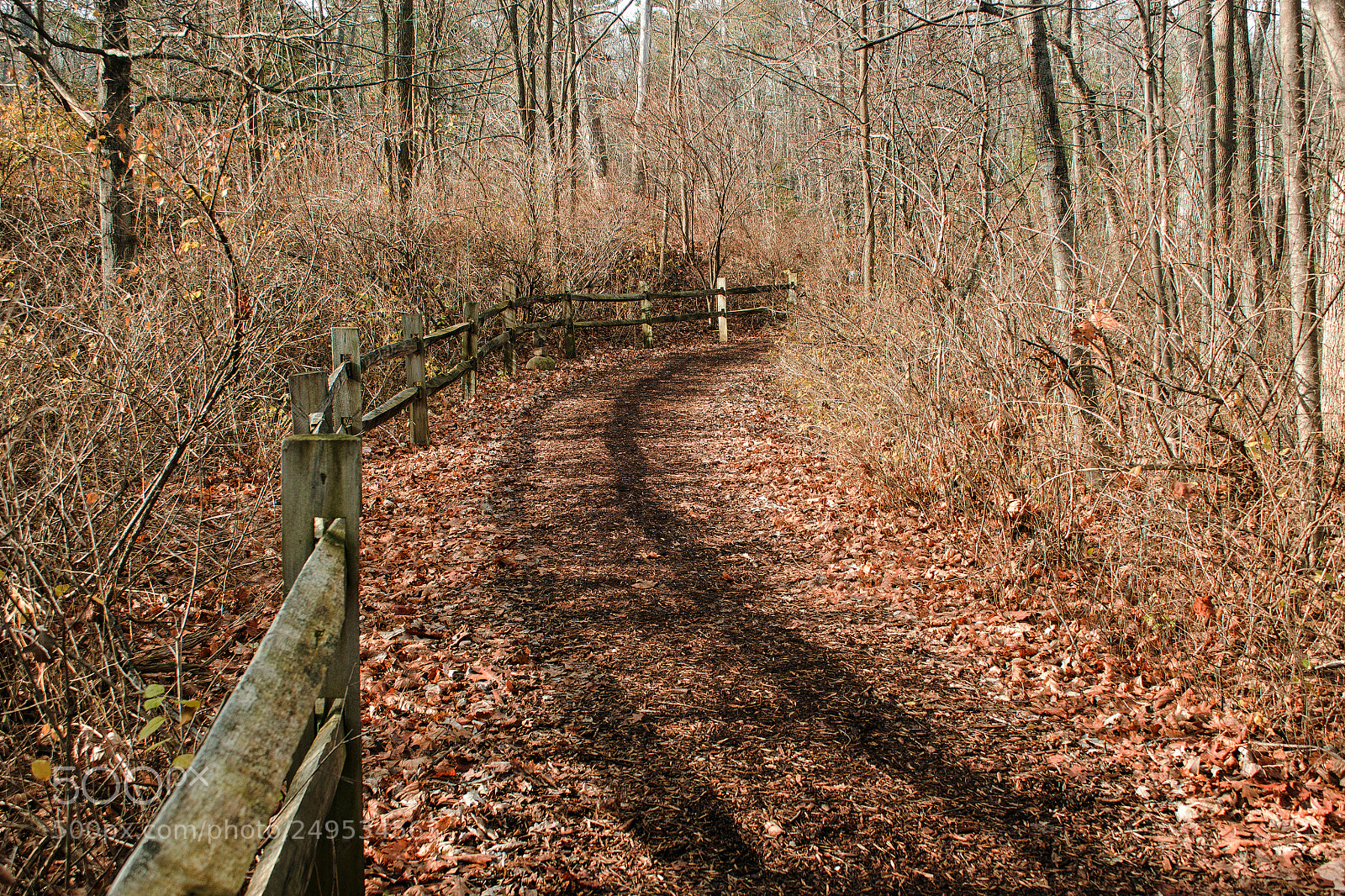 Canon EOS 600D (Rebel EOS T3i / EOS Kiss X5) sample photo. Woods road with split photography