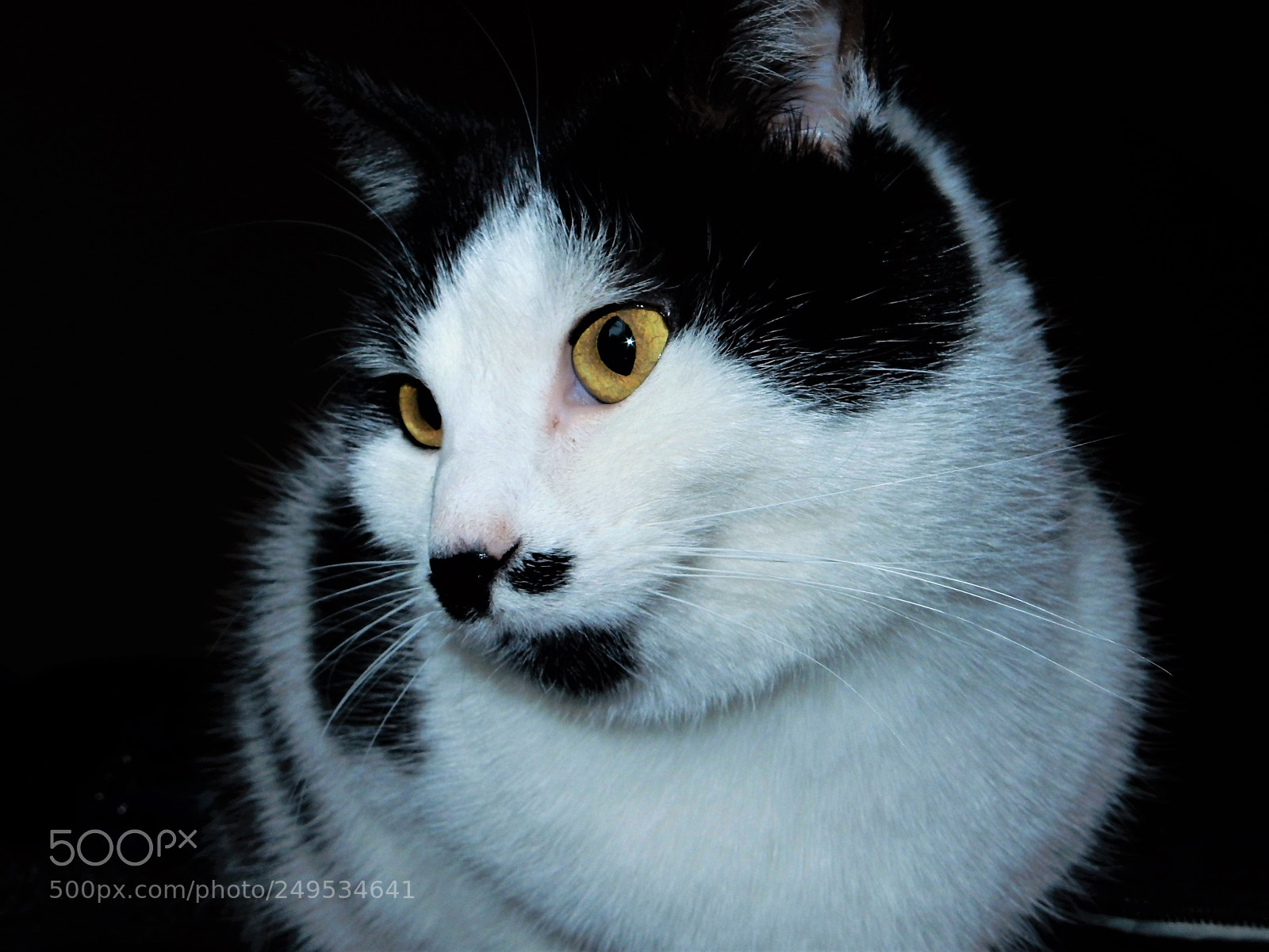 Nikon Coolpix S9900 sample photo. Black and white cat photography