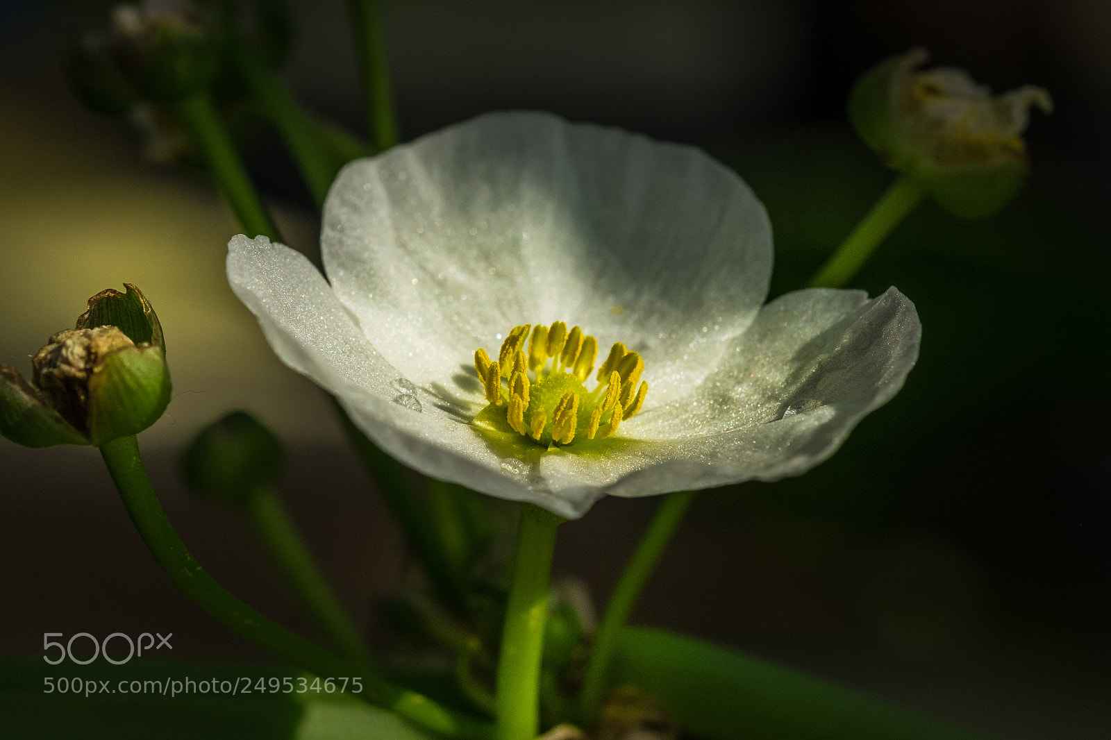 Fujifilm X-T1 sample photo. Echinodorus grandiflorus photography