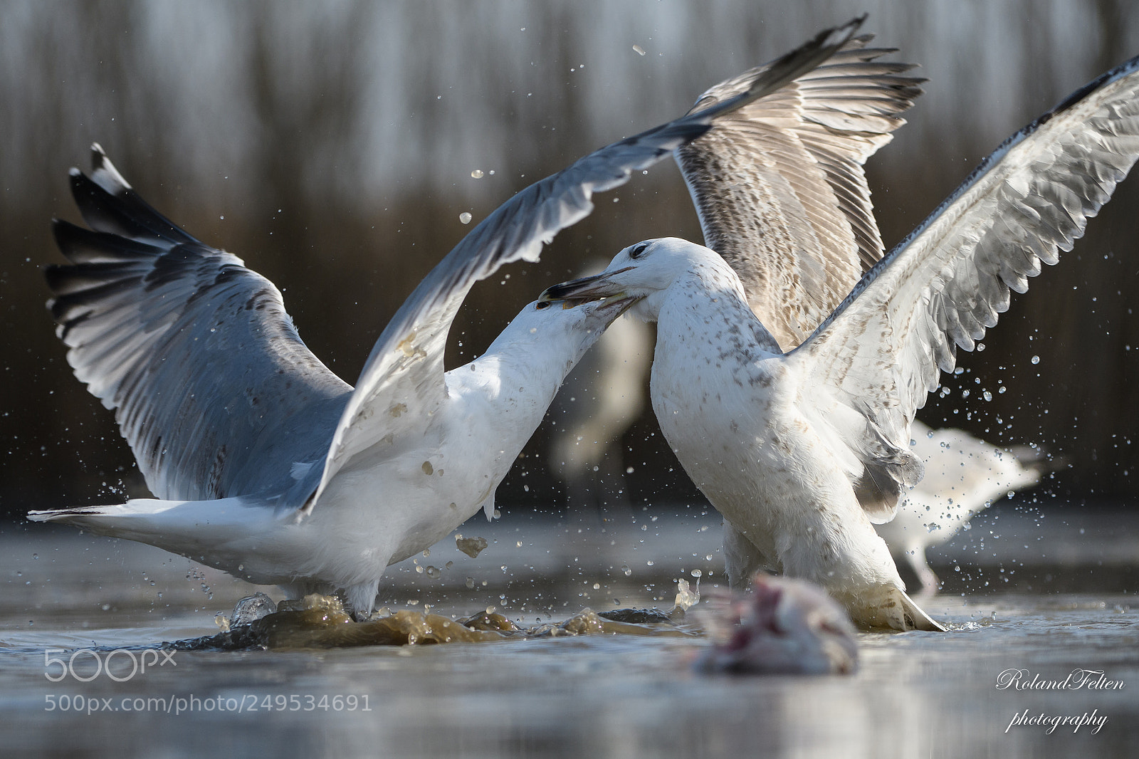 Nikon D500 sample photo. Fighting gulls photography