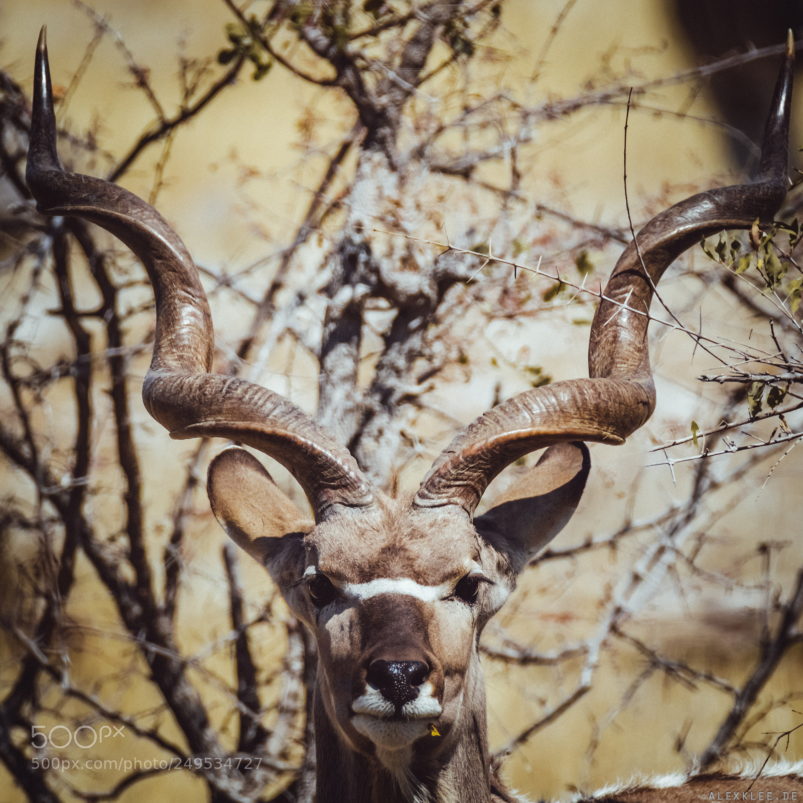 Canon EOS 7D Mark II sample photo. The male greater kudu photography