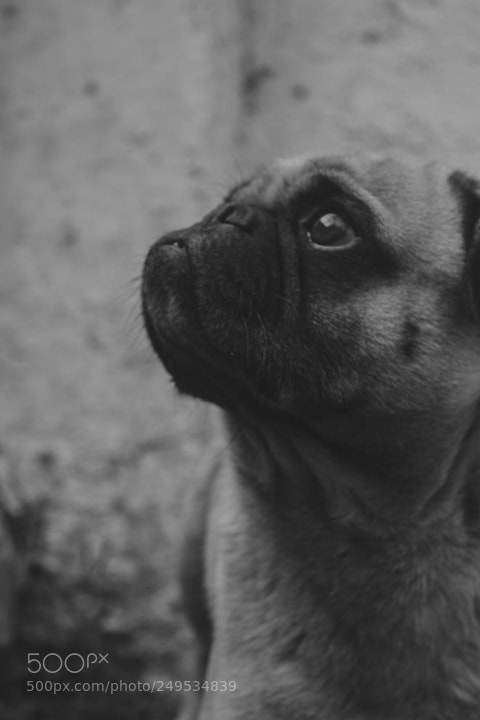 Canon EOS 1100D (EOS Rebel T3 / EOS Kiss X50) sample photo. Pug photography