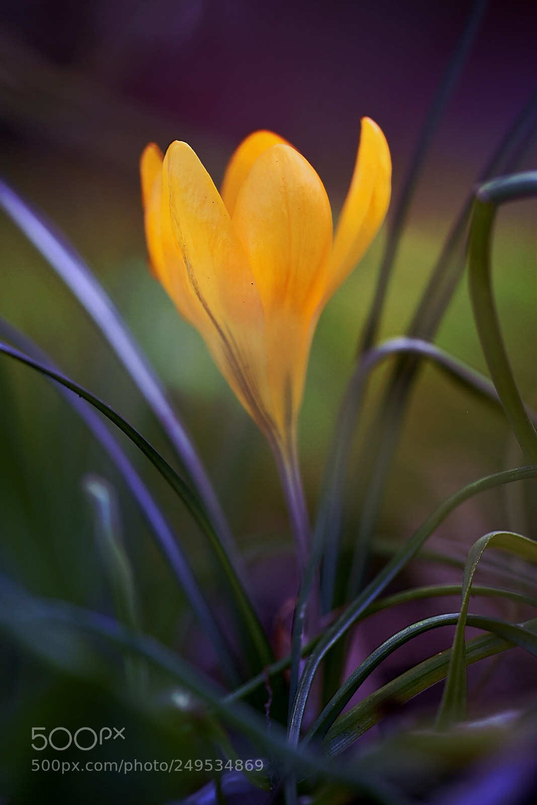 Nikon D5600 sample photo. Yellow crocus photography