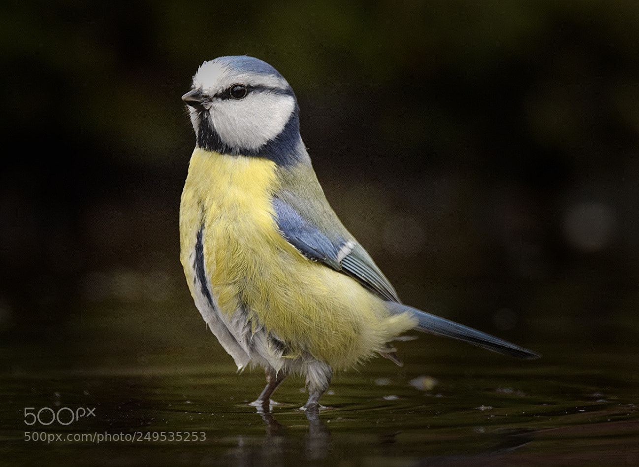 Nikon D5300 sample photo. Bleu tit photography