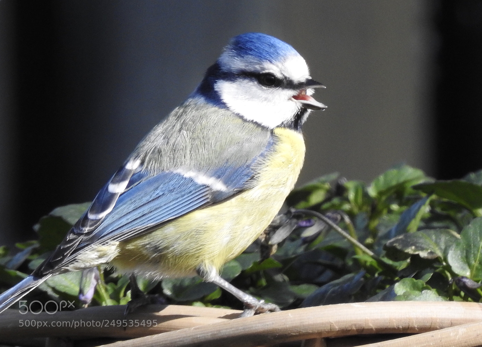 Nikon Coolpix P900 sample photo. Blue tit  photography