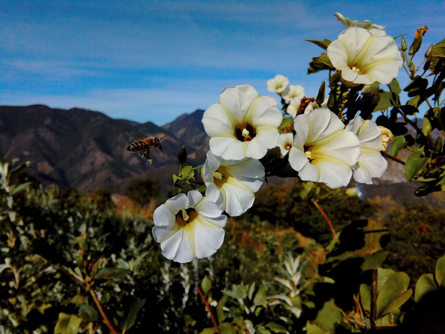 ZTE Blade V6 Max sample photo. Flying bee photography