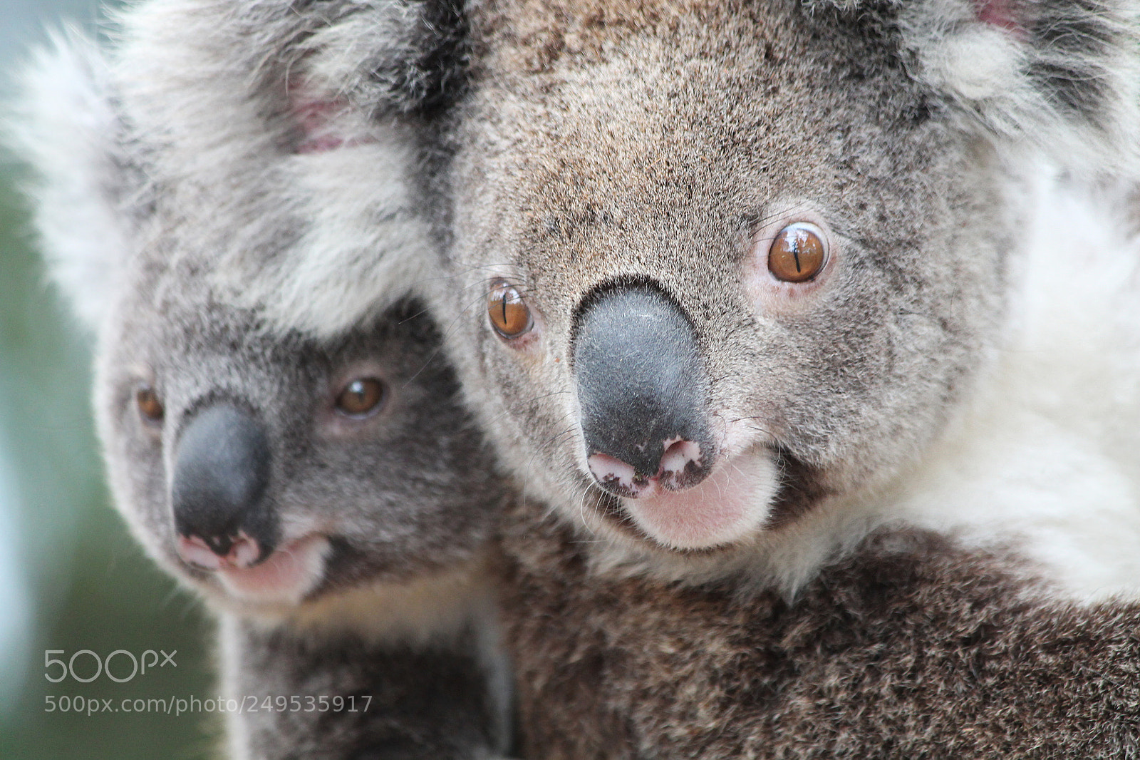 Canon EOS 1100D (EOS Rebel T3 / EOS Kiss X50) sample photo. Koala mum and baby photography