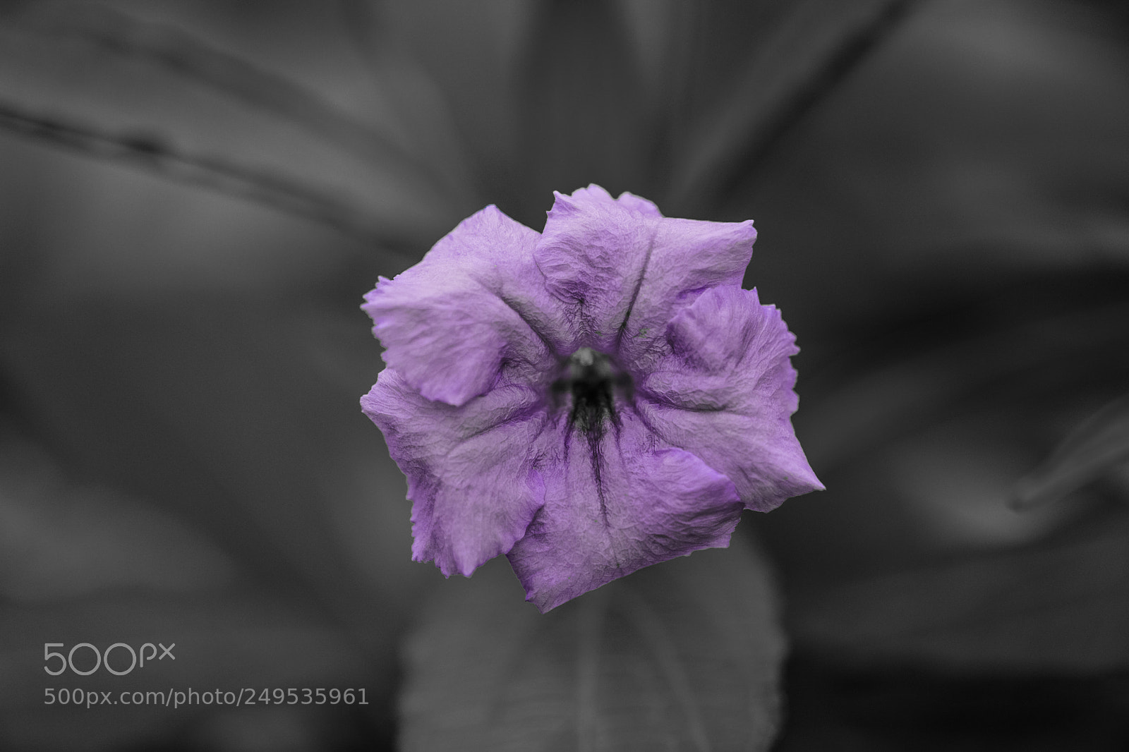 Canon EOS 5D Mark IV sample photo. Untitled photography