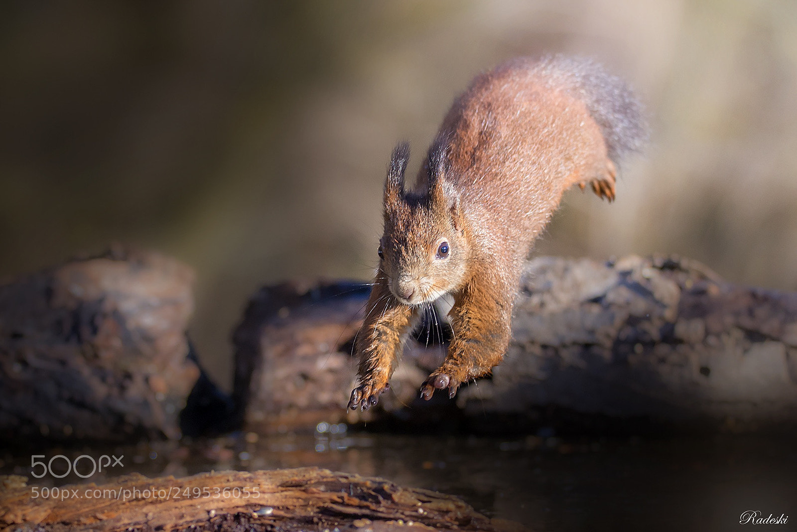 Nikon D800E sample photo. The squirrel jump photography