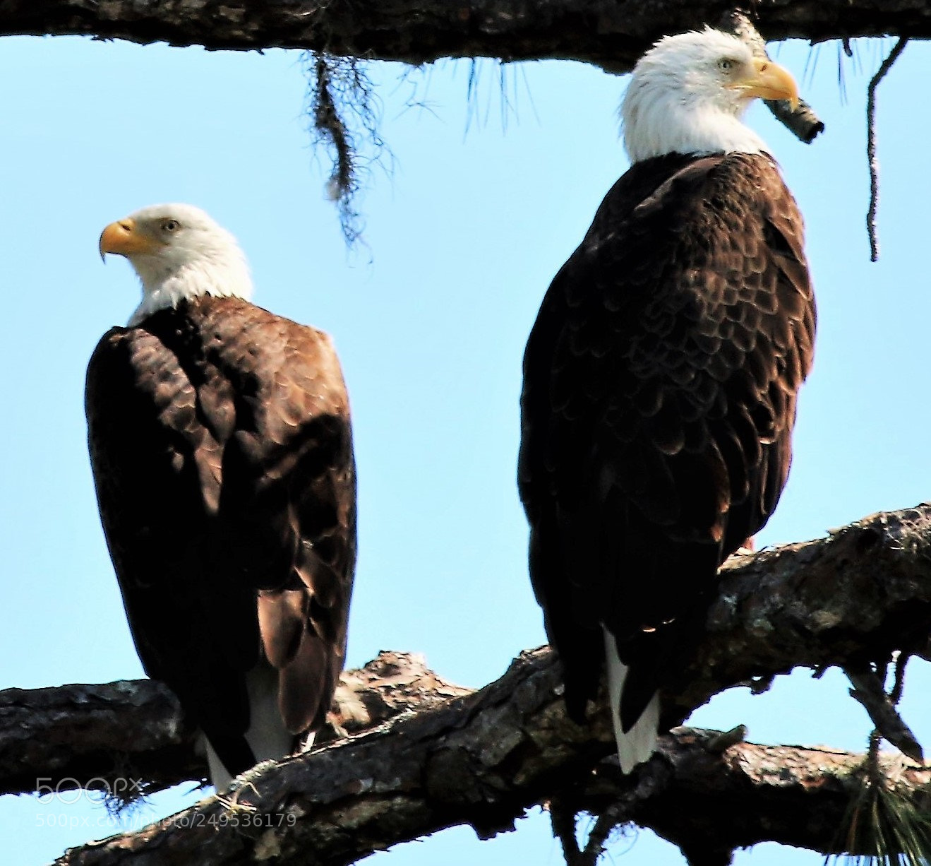 Canon EOS 70D sample photo. Anclote key mated pair photography