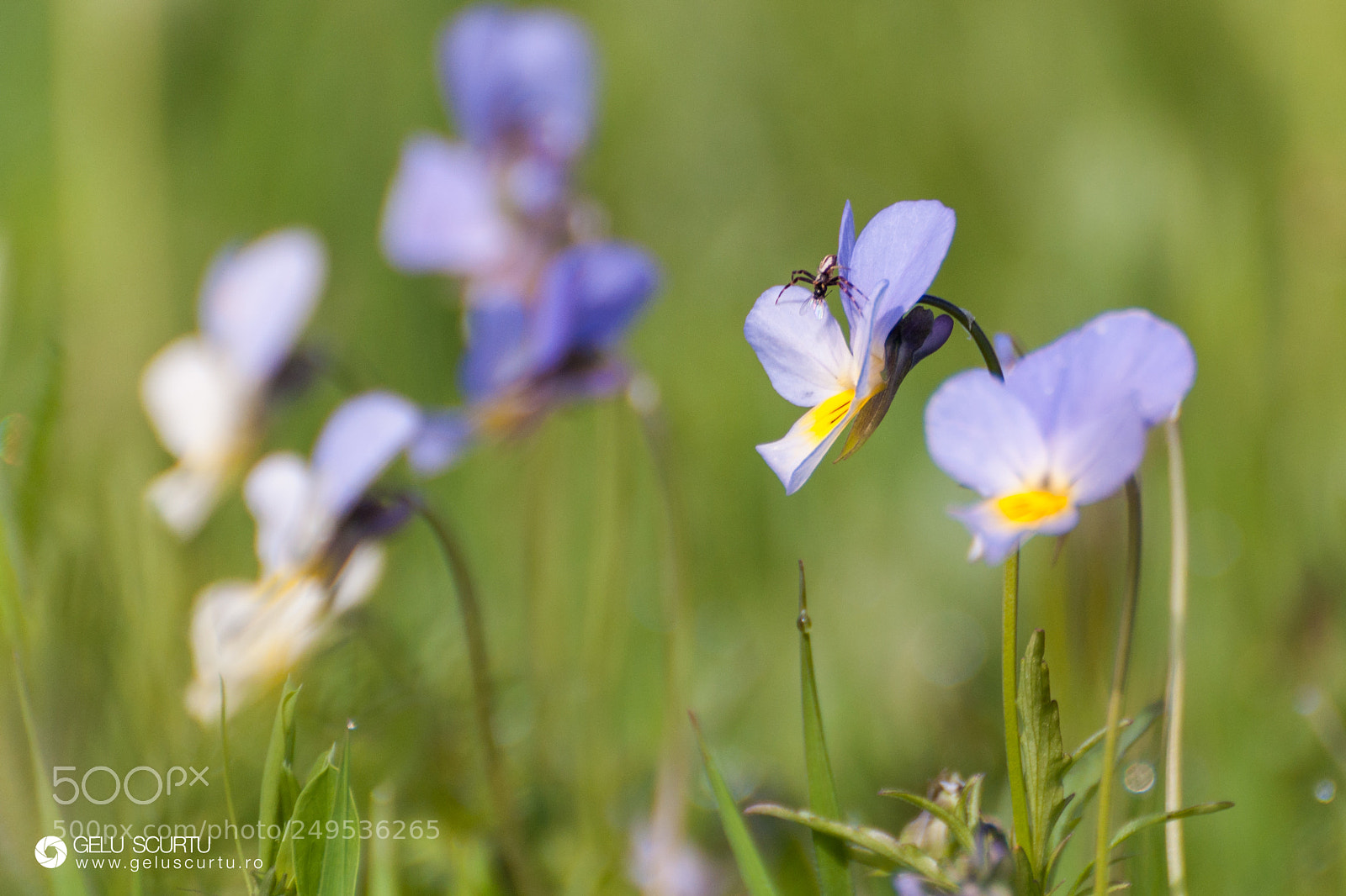 Nikon D90 sample photo. Spring## photography