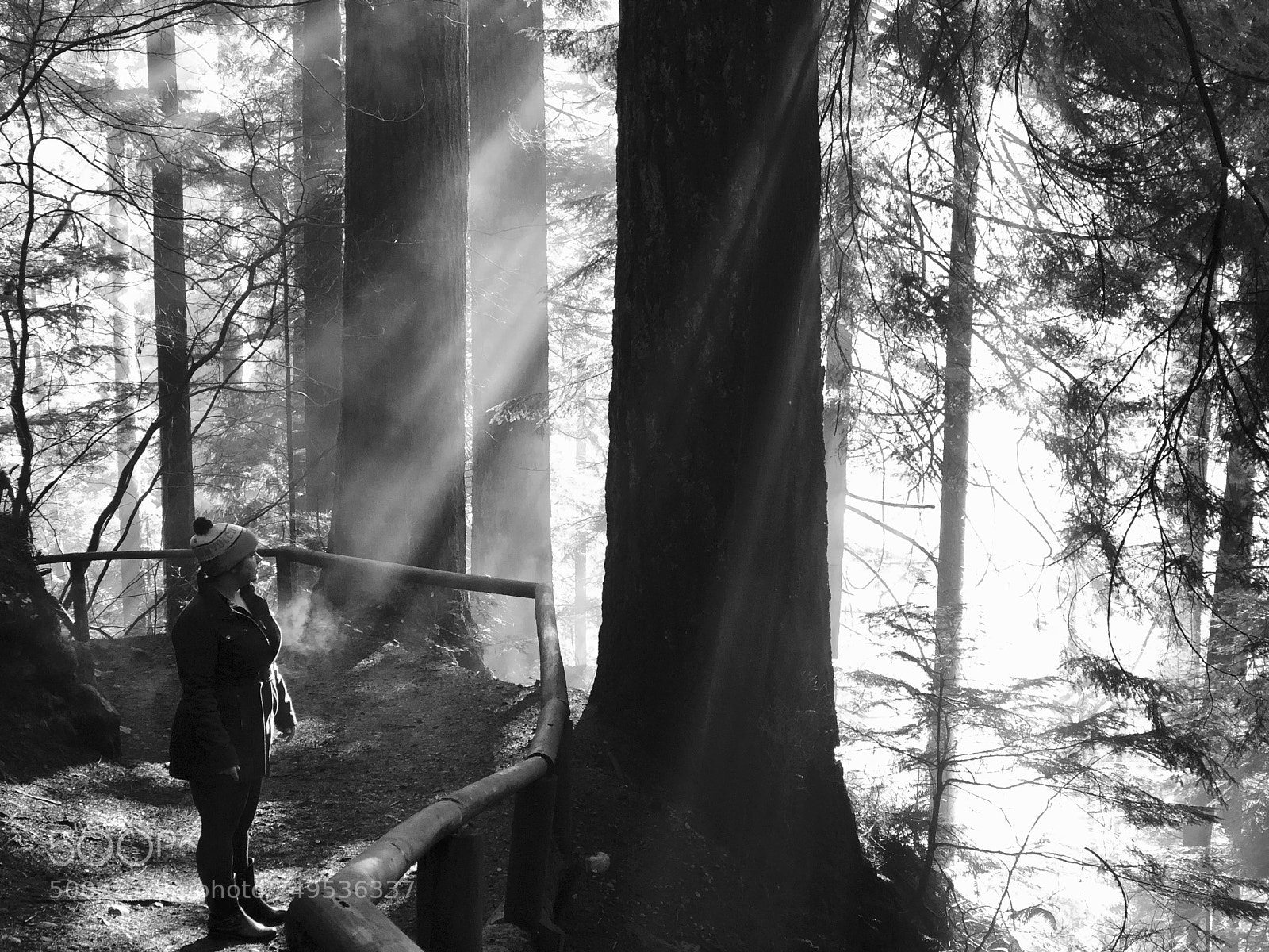 Apple iPhone X sample photo. West coast forest. photography