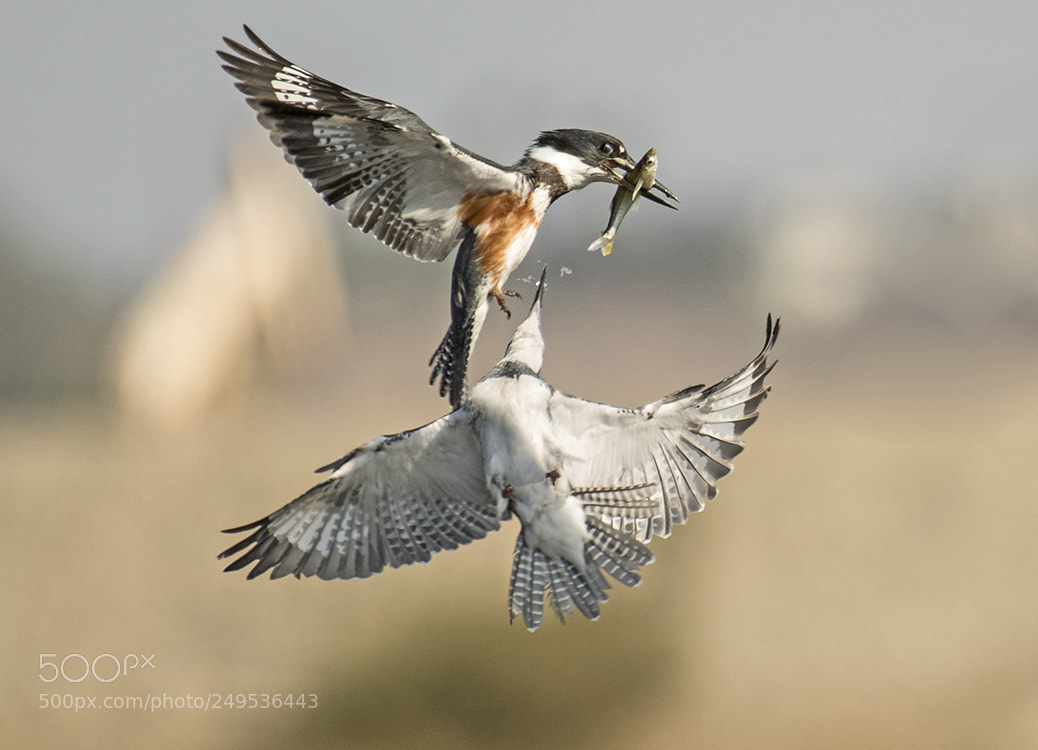 Nikon D500 sample photo. King fisher fight over photography