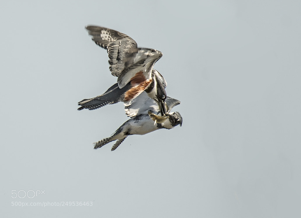 Nikon D500 sample photo. King fisher fight over photography