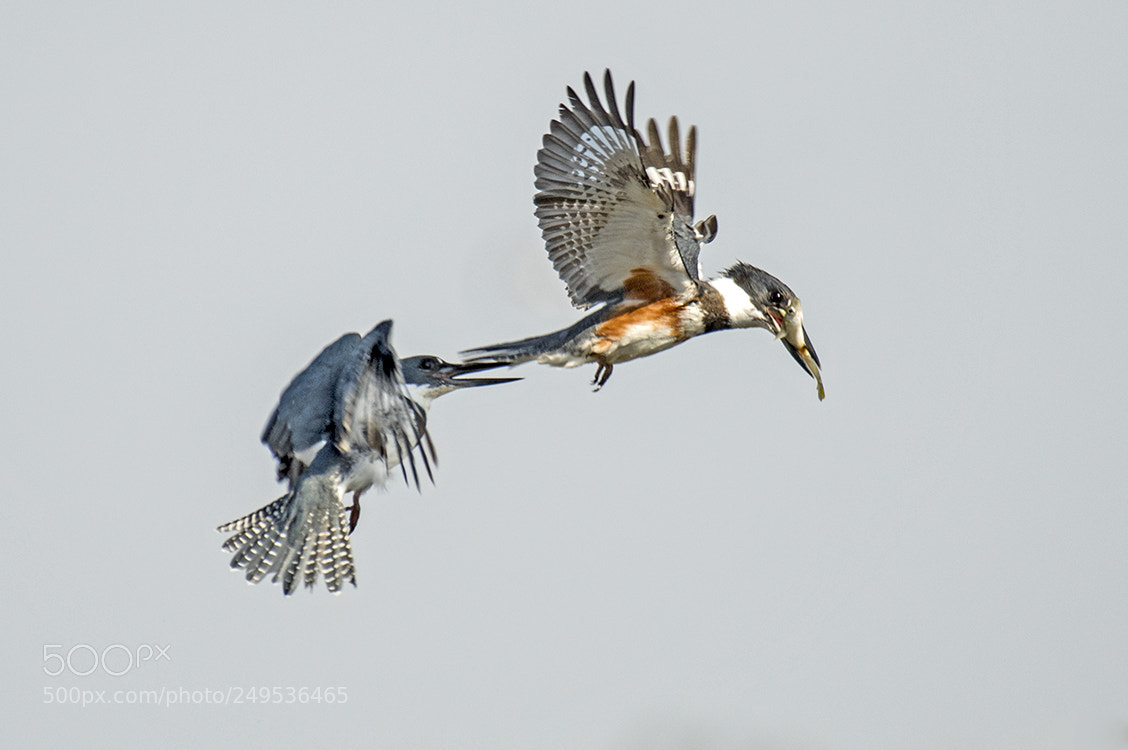 Nikon D500 sample photo. King fisher fight over photography