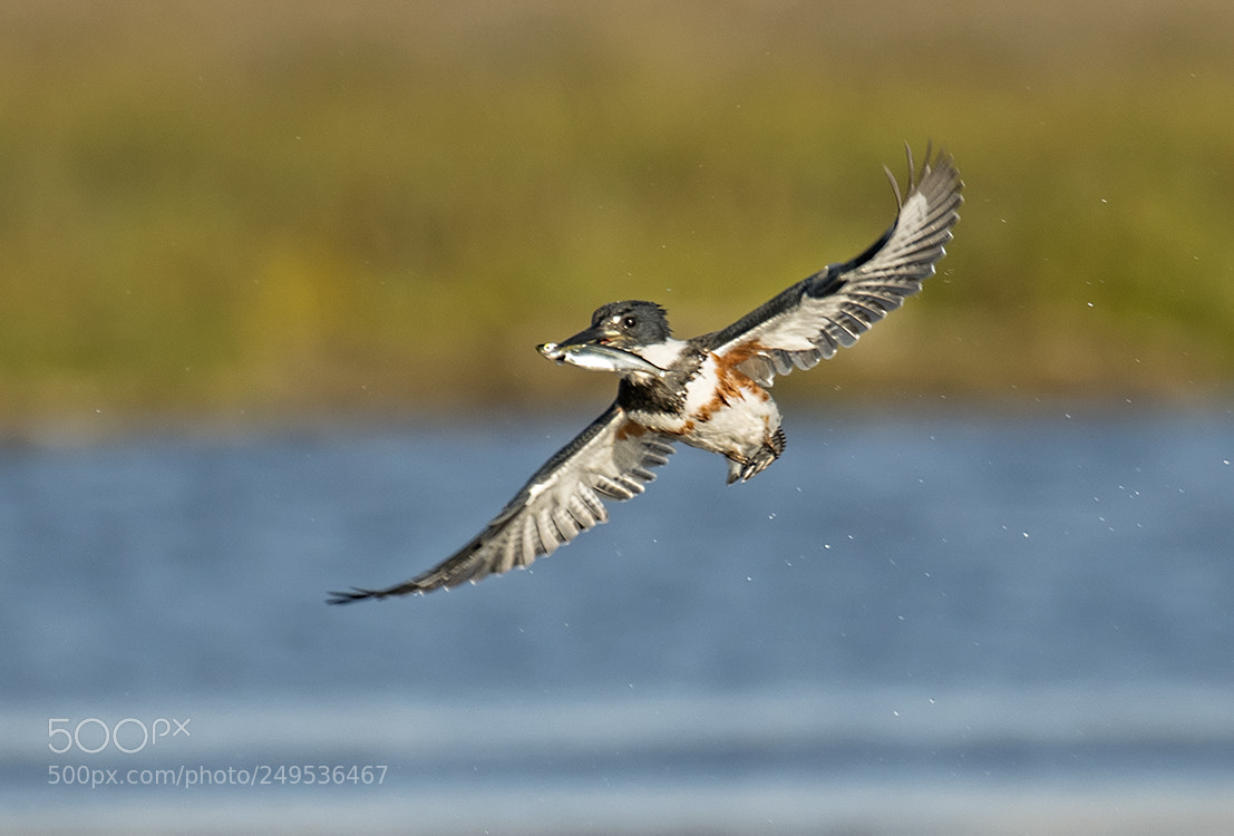 Nikon D500 sample photo. King fisher with fish photography