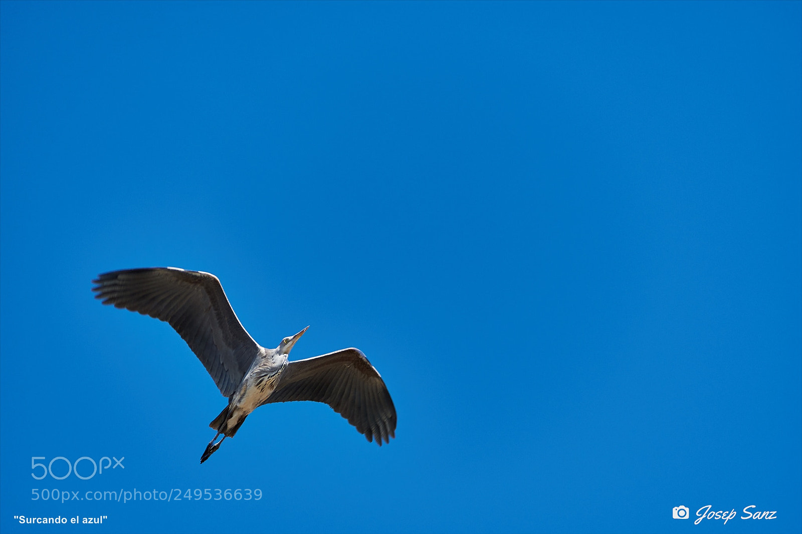 Nikon D7500 sample photo. Surcando el azul photography