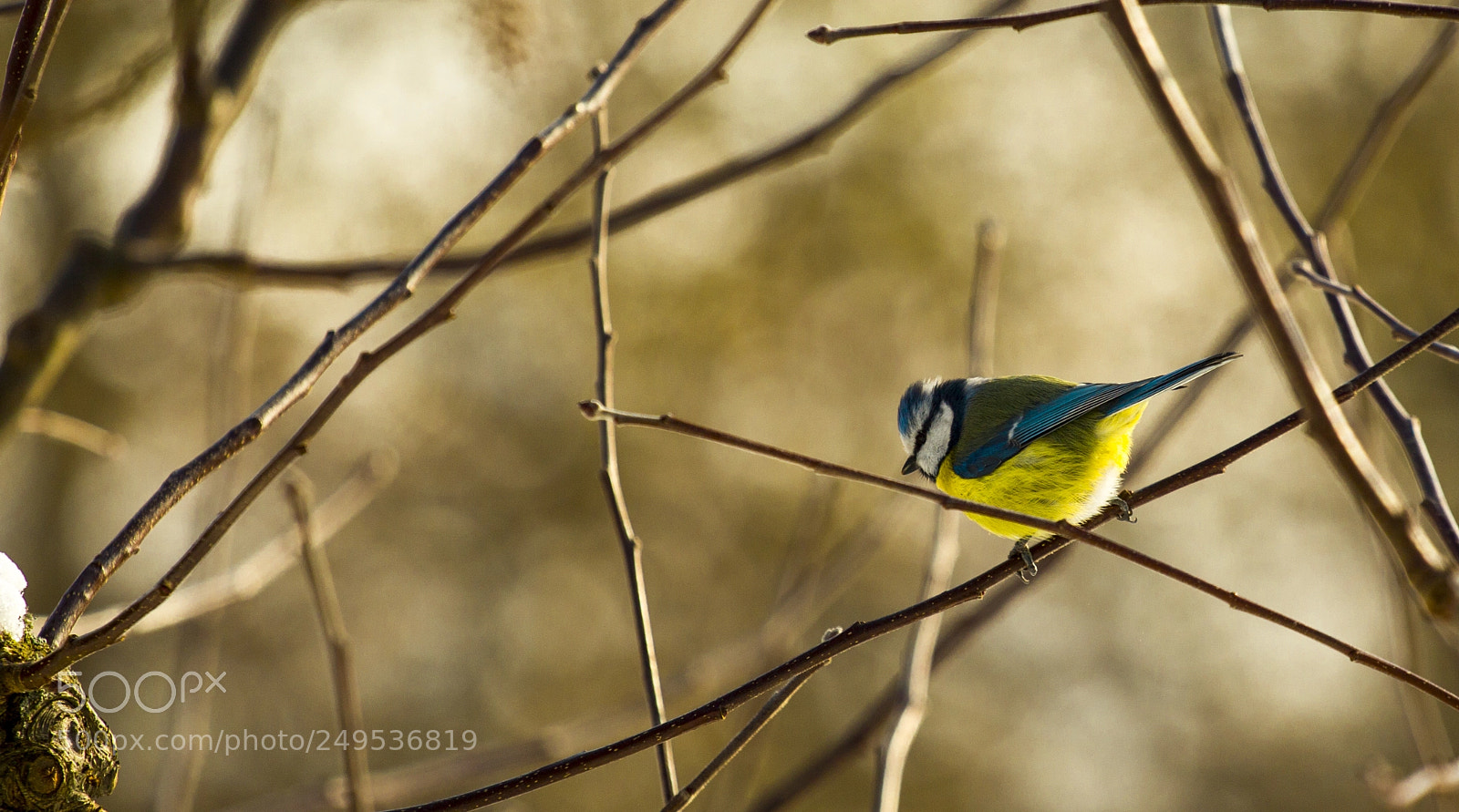 Canon EOS 700D (EOS Rebel T5i / EOS Kiss X7i) sample photo. Yellow bird photography