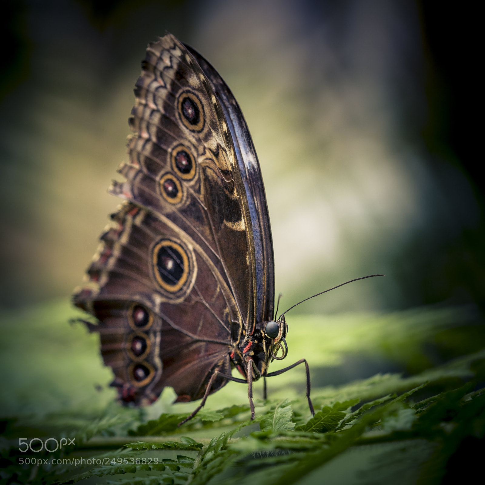 Nikon D810 sample photo. Free photography