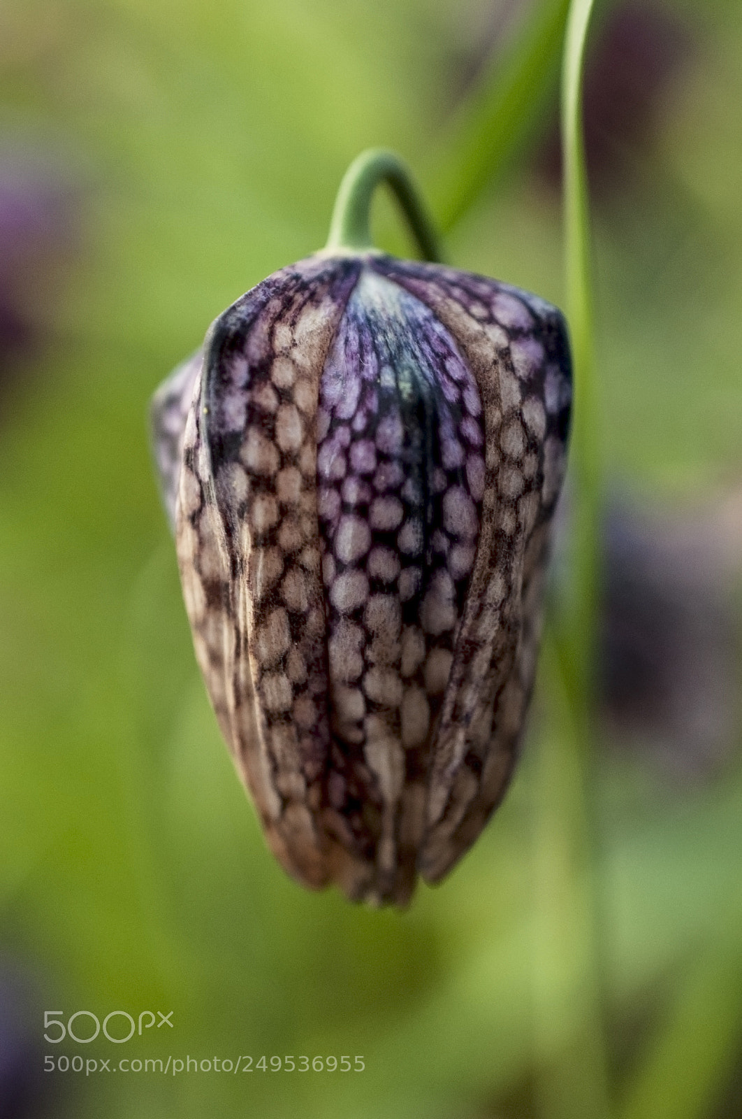 Nikon D700 sample photo. Kungs ngslilja, lat. fritillaria photography