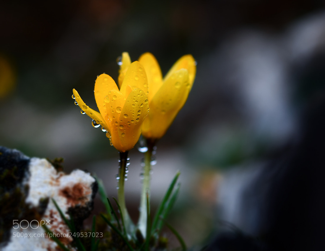 Nikon D7100 sample photo. Cigdem photography