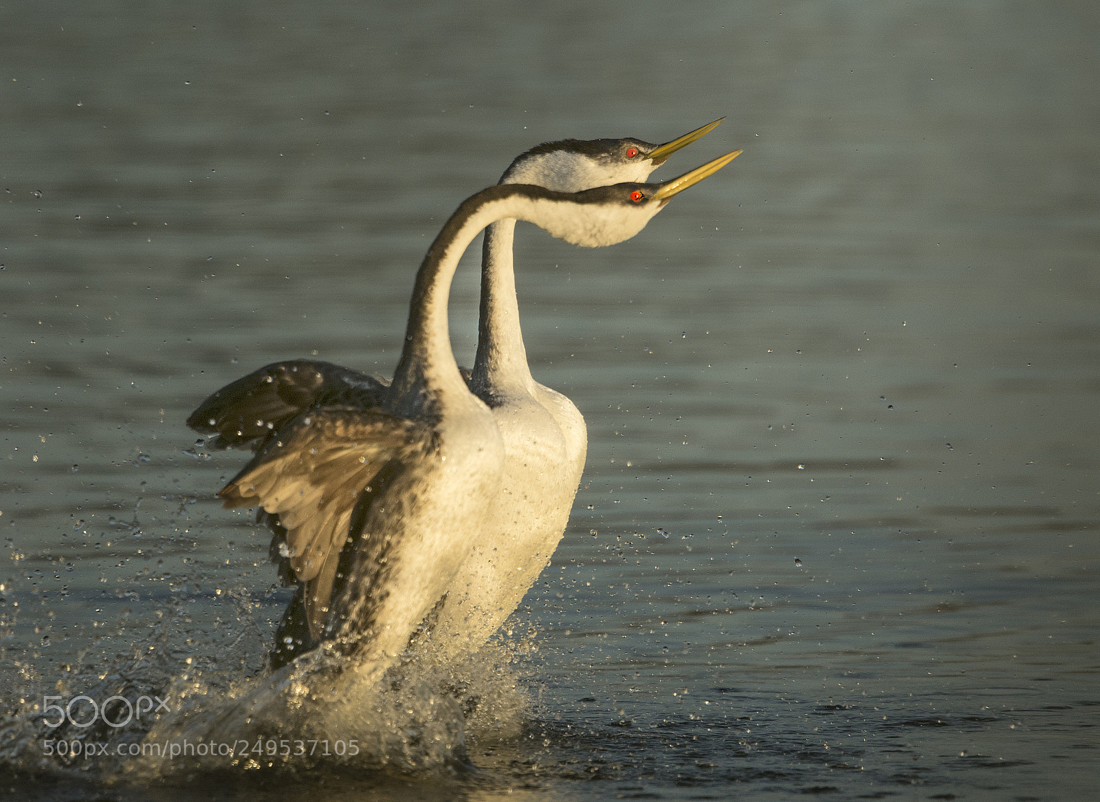 Canon EOS 7D Mark II sample photo. Clark grebe dance photography