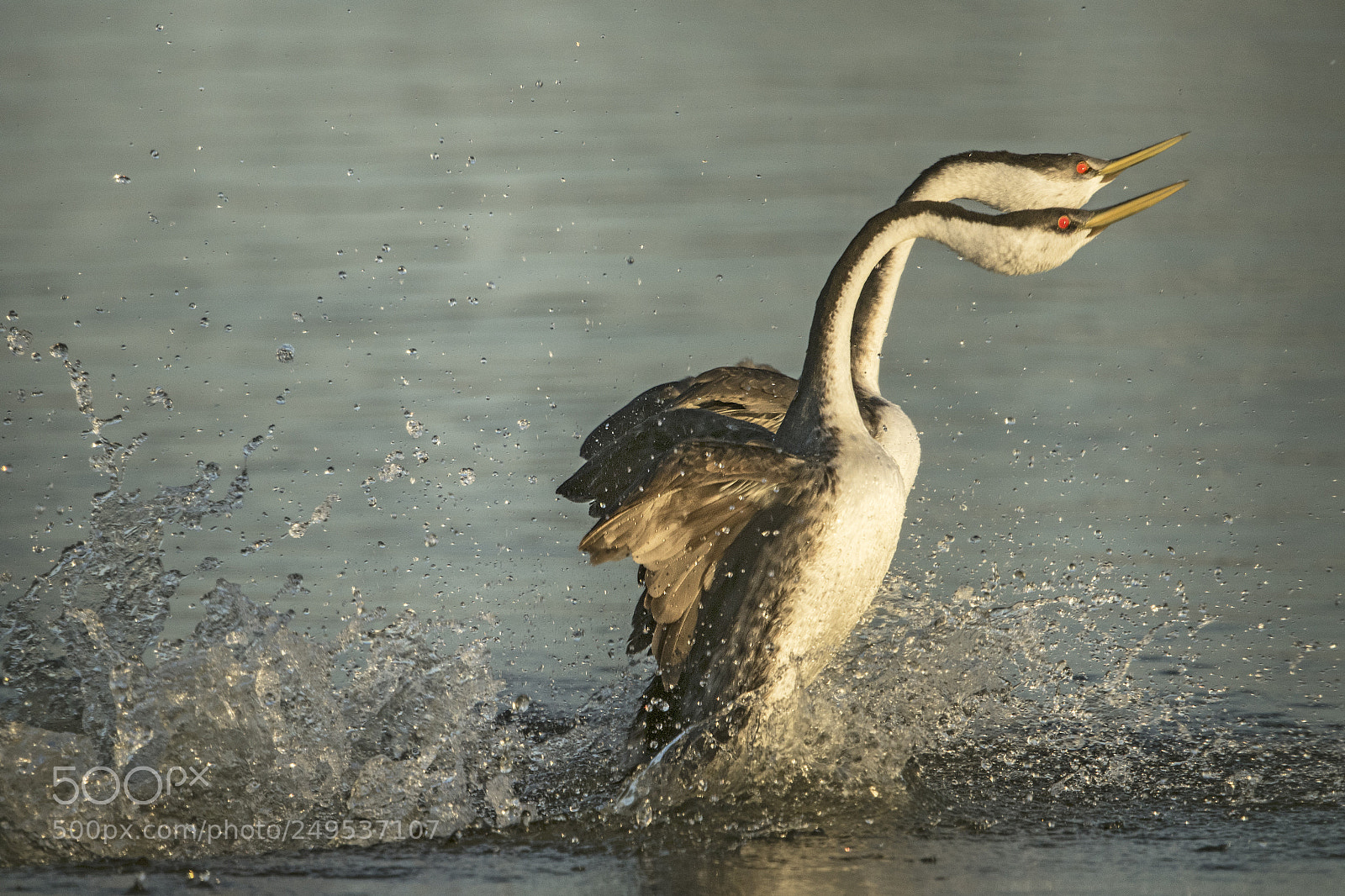 Canon EOS 7D Mark II sample photo. Clark grebe dance photography
