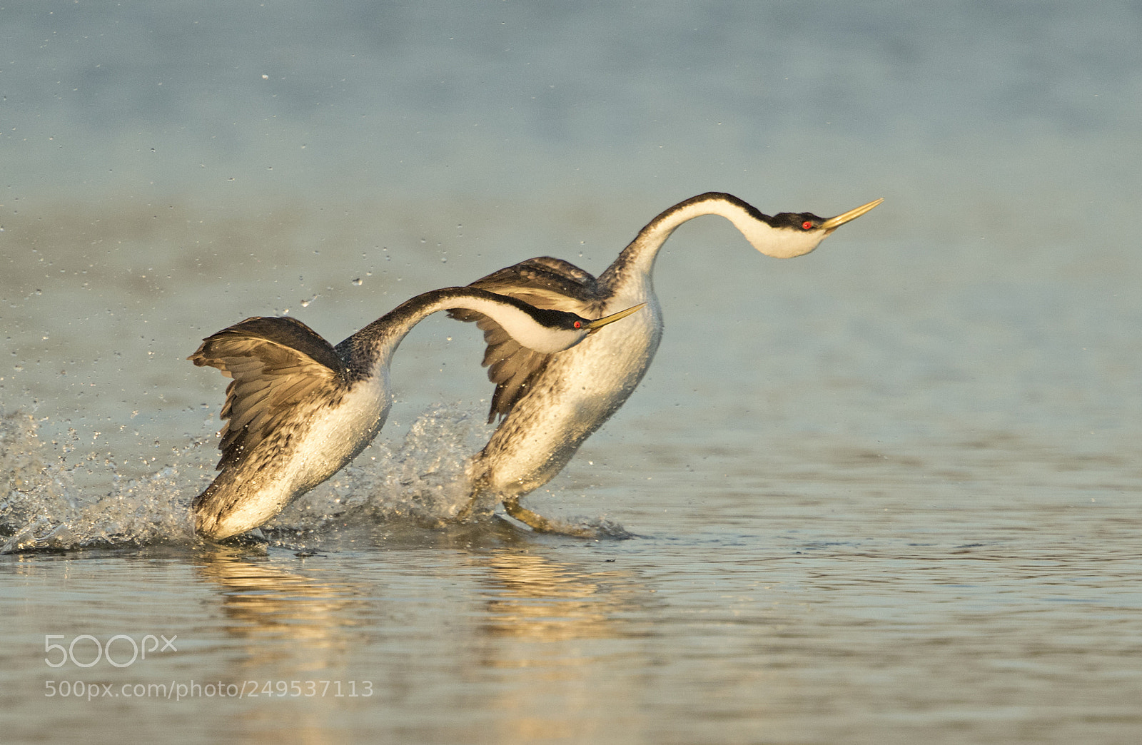 Canon EOS 7D Mark II sample photo. Clark grebe dance photography