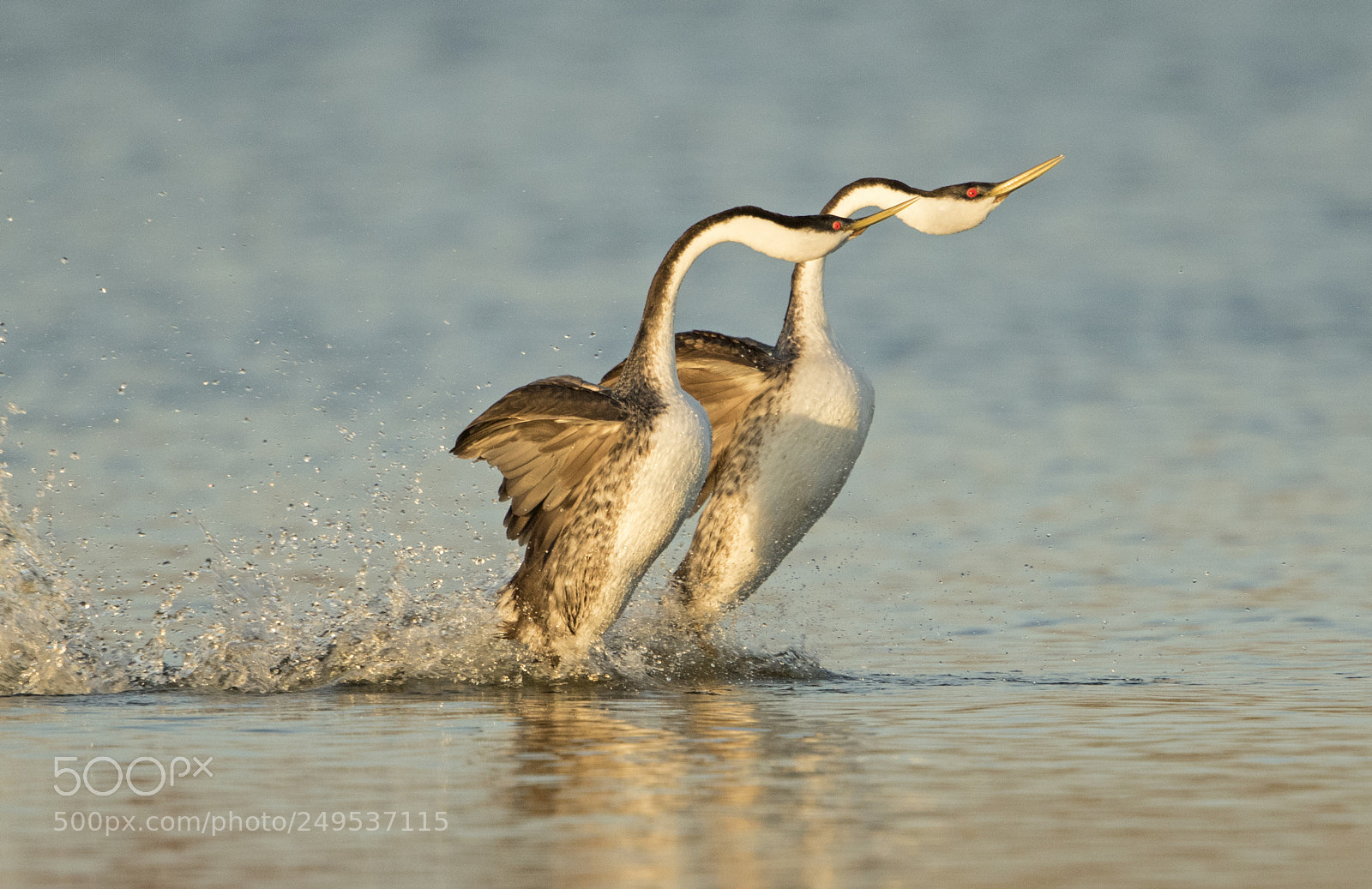 Canon EOS 7D Mark II sample photo. Clark grebe dance photography