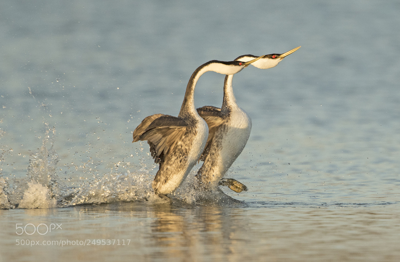 Canon EOS 7D Mark II sample photo. Clark grebe dance photography