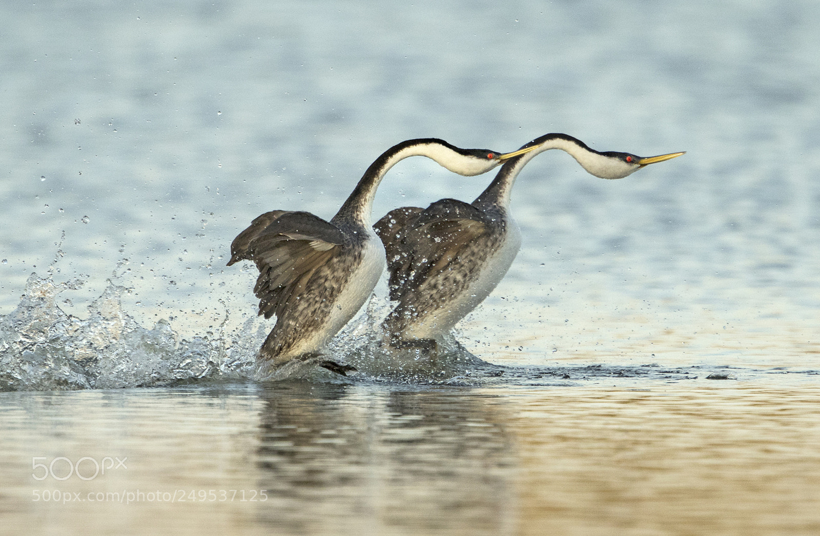 Canon EOS 7D Mark II sample photo. Clark grebe dance photography