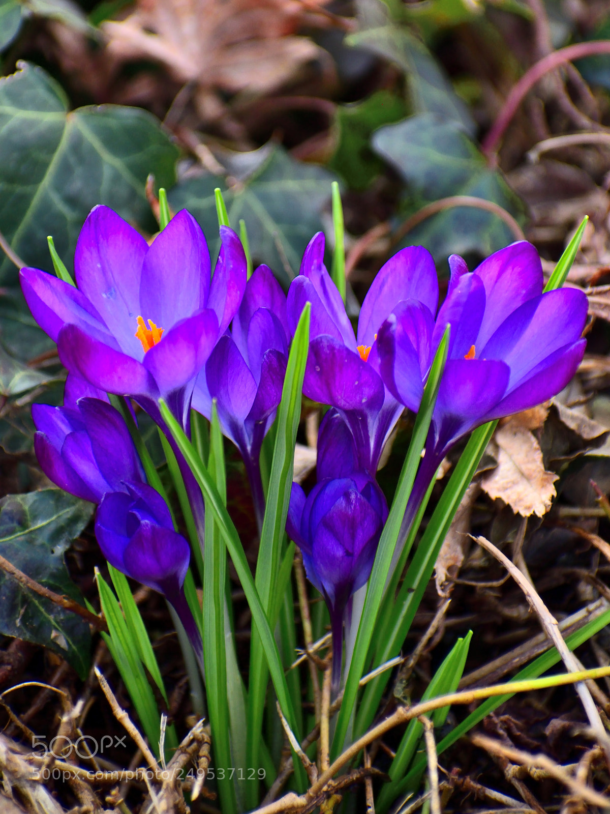 Nikon D3300 sample photo. Spring is coming photography