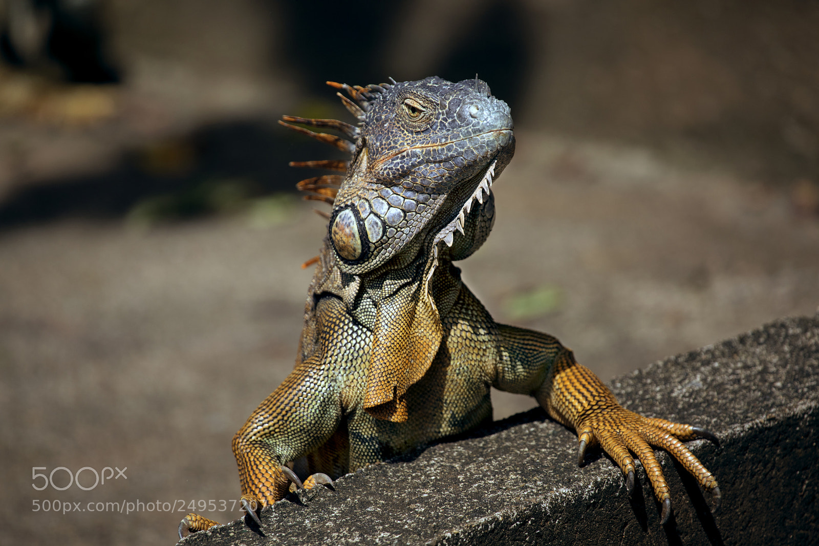 Canon EOS 5D Mark IV sample photo. Iguana photography