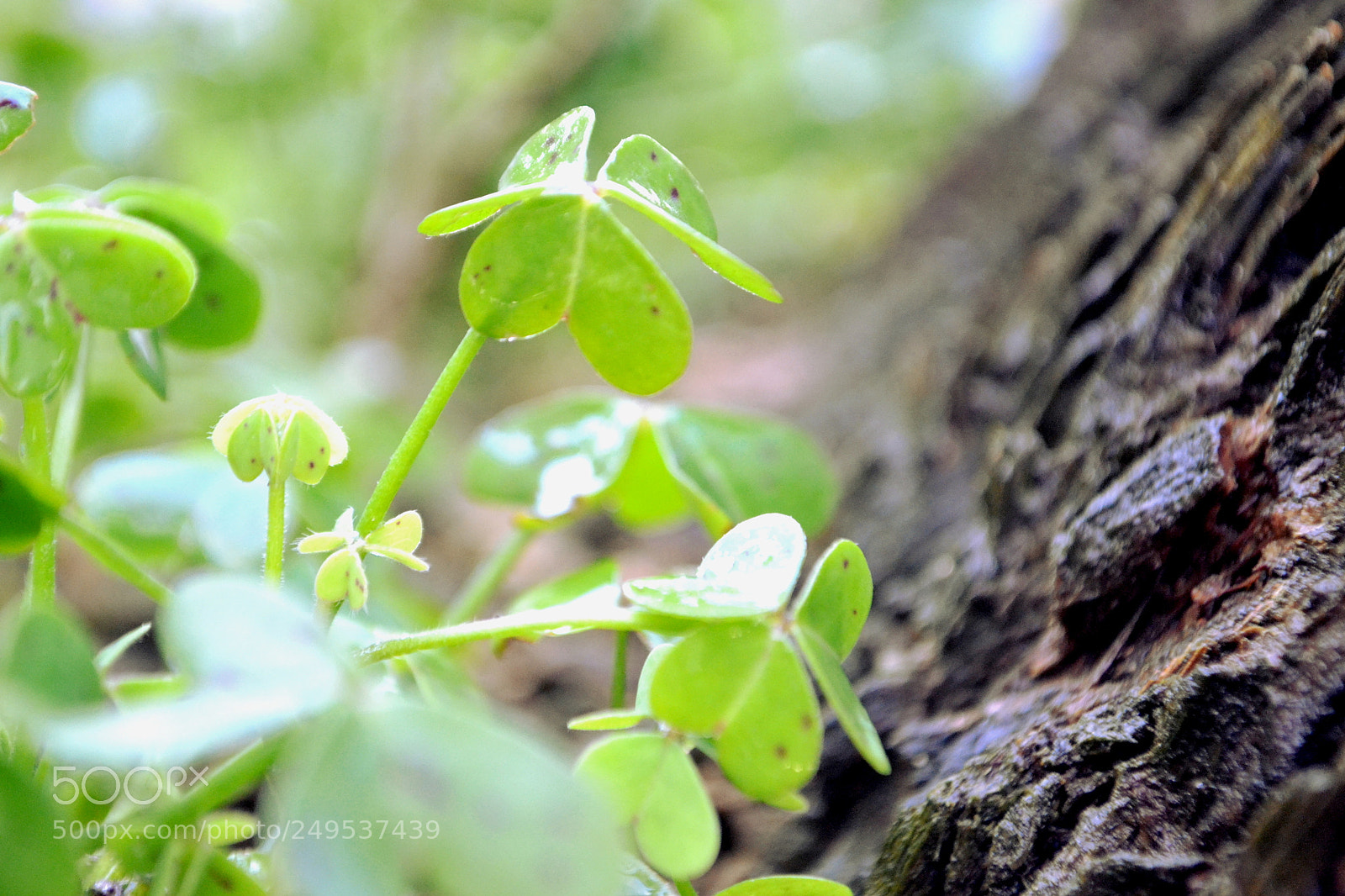 Nikon D3100 sample photo. Nature photography